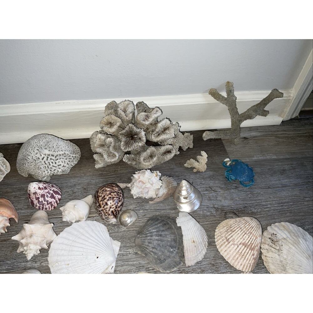 NATURAL CORAL & SEASHELL 40+ PIECE NATURE OCEAN COLLECTION - Picture 3 of 7